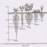 Zašto je važno znati koliko duboko saditi seme paradajza?